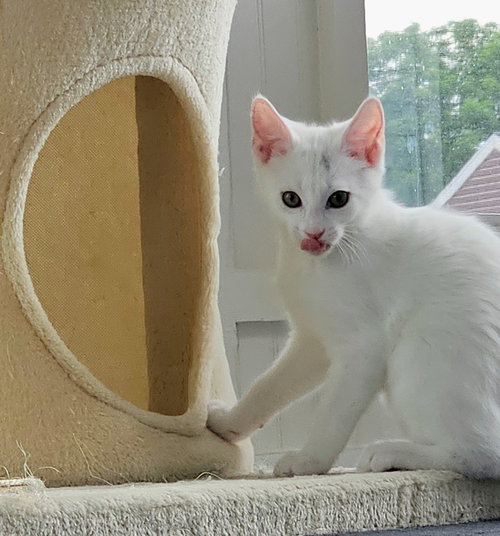 Ivory