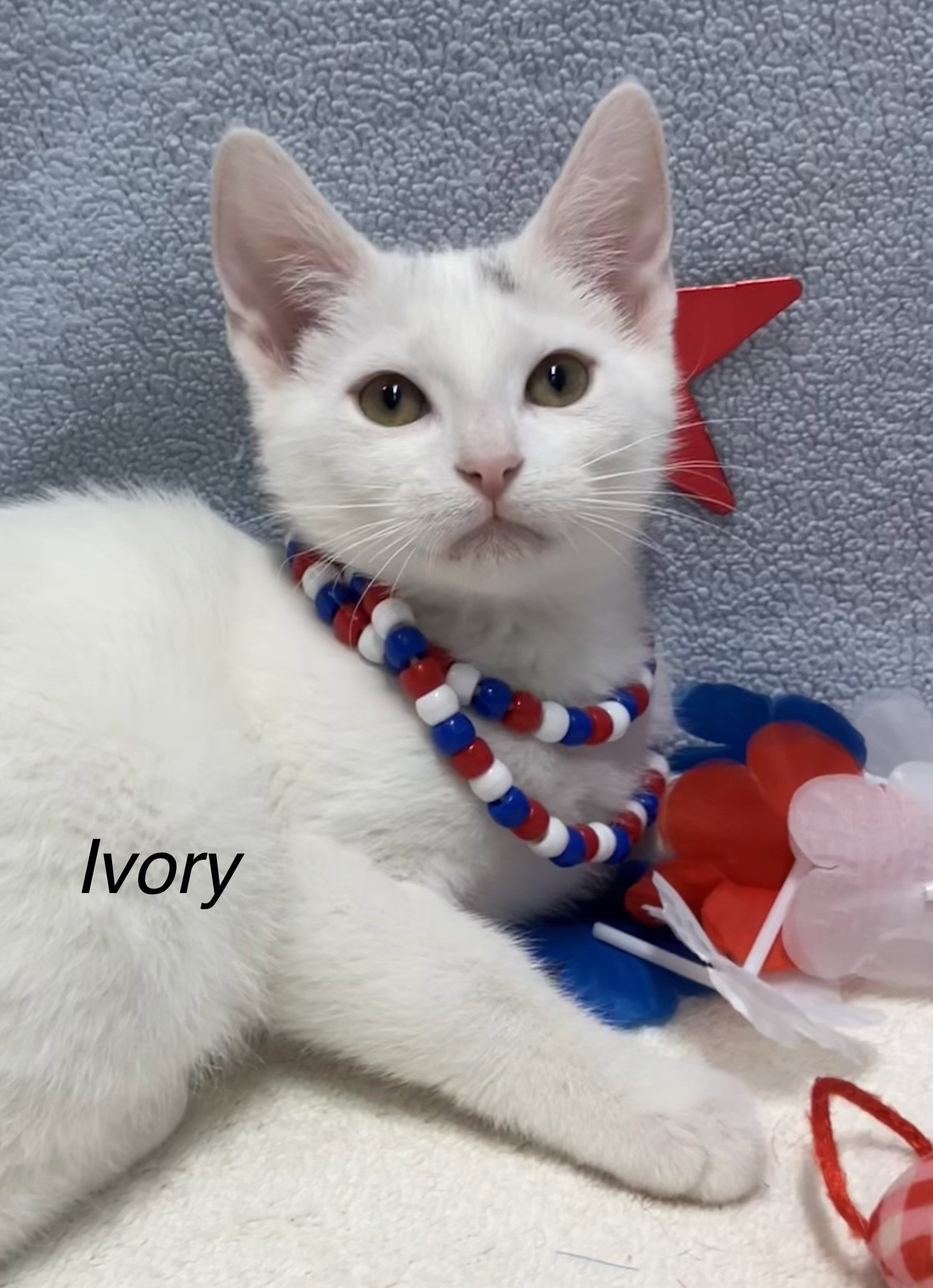Ivory Image