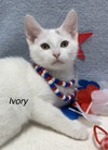 Ivory - Photo 1