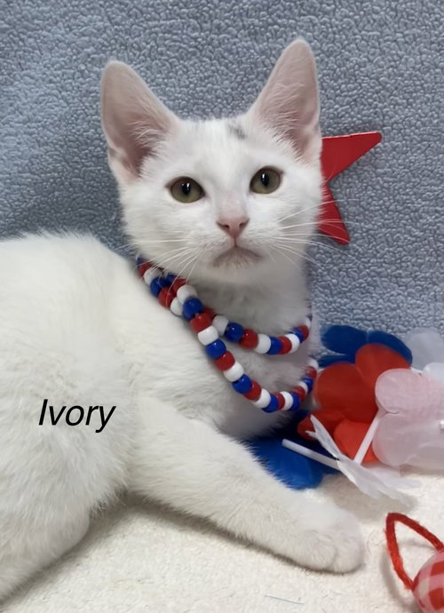 IVORY - Domestic Short Hair available for adoption