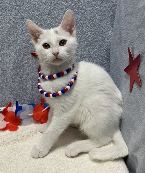 IVORY - Domestic Short Hair available for adoption