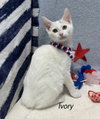 Ivory - Photo 4