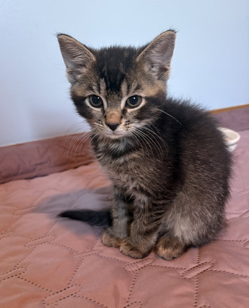 BEEF - Tabby / Domestic Short Hair available for adoption