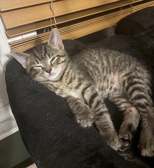 ROBERT - Tabby / Domestic Short Hair available for adoption
