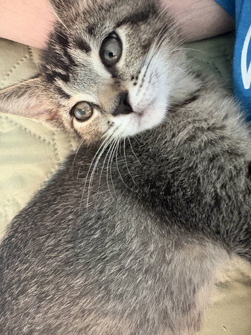 MANDY - Tabby / Domestic Short Hair available for adoption