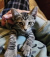 Tigger - Photo 1