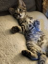 Tigger - Photo 2