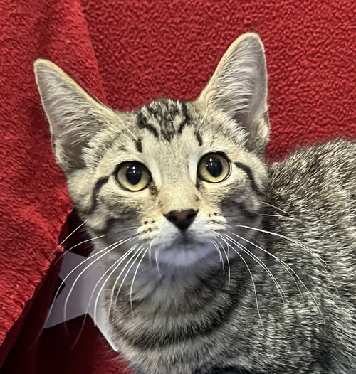 TIGGER - Tabby / Domestic Short Hair available for adoption