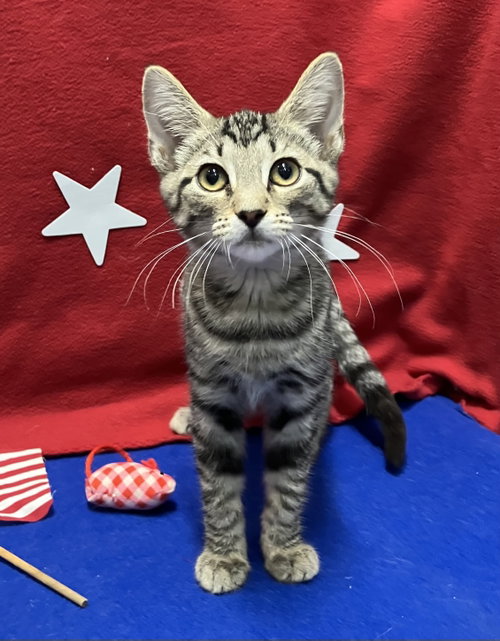 TIGGER - Tabby / Domestic Short Hair available for adoption