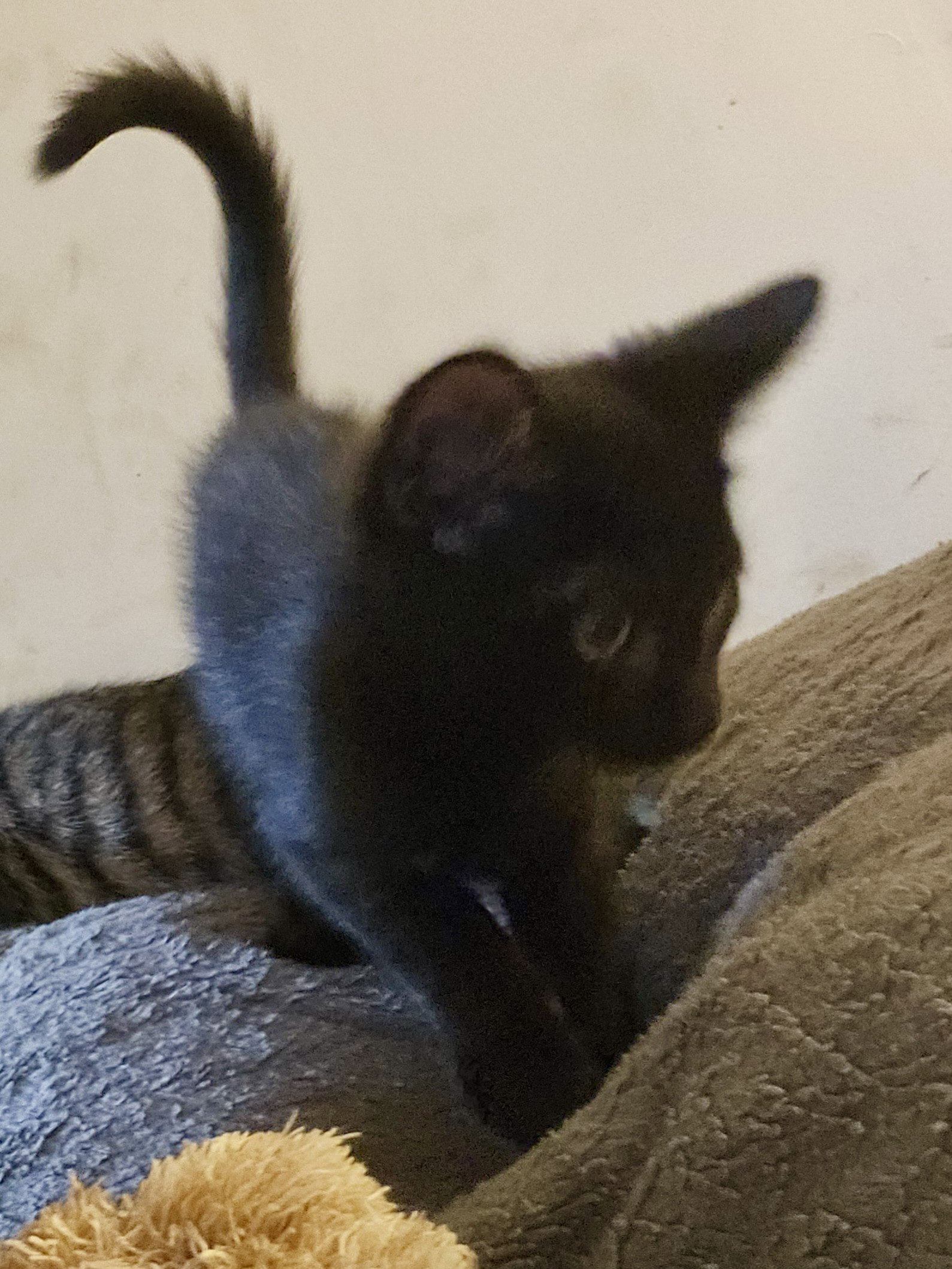 Coal Image