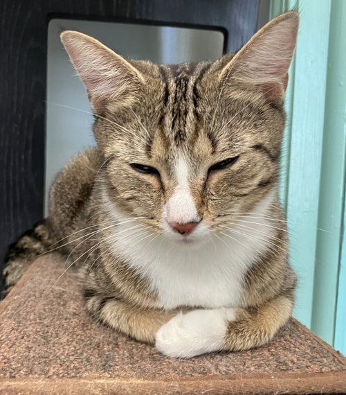 ARBOR - Tabby / Domestic Short Hair available for adoption