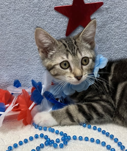 SEQUOIA - Tabby / Domestic Short Hair available for adoption