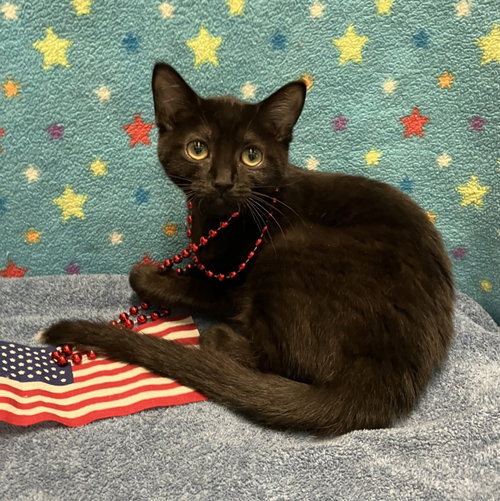 RHAPSODY - Domestic Short Hair available for adoption