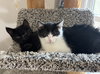 Juliet (bonded to Houdini) - Photo 4