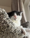 Juliet (bonded to Houdini) - Photo 5