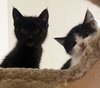 Juliet (bonded to Houdini) - Photo 8