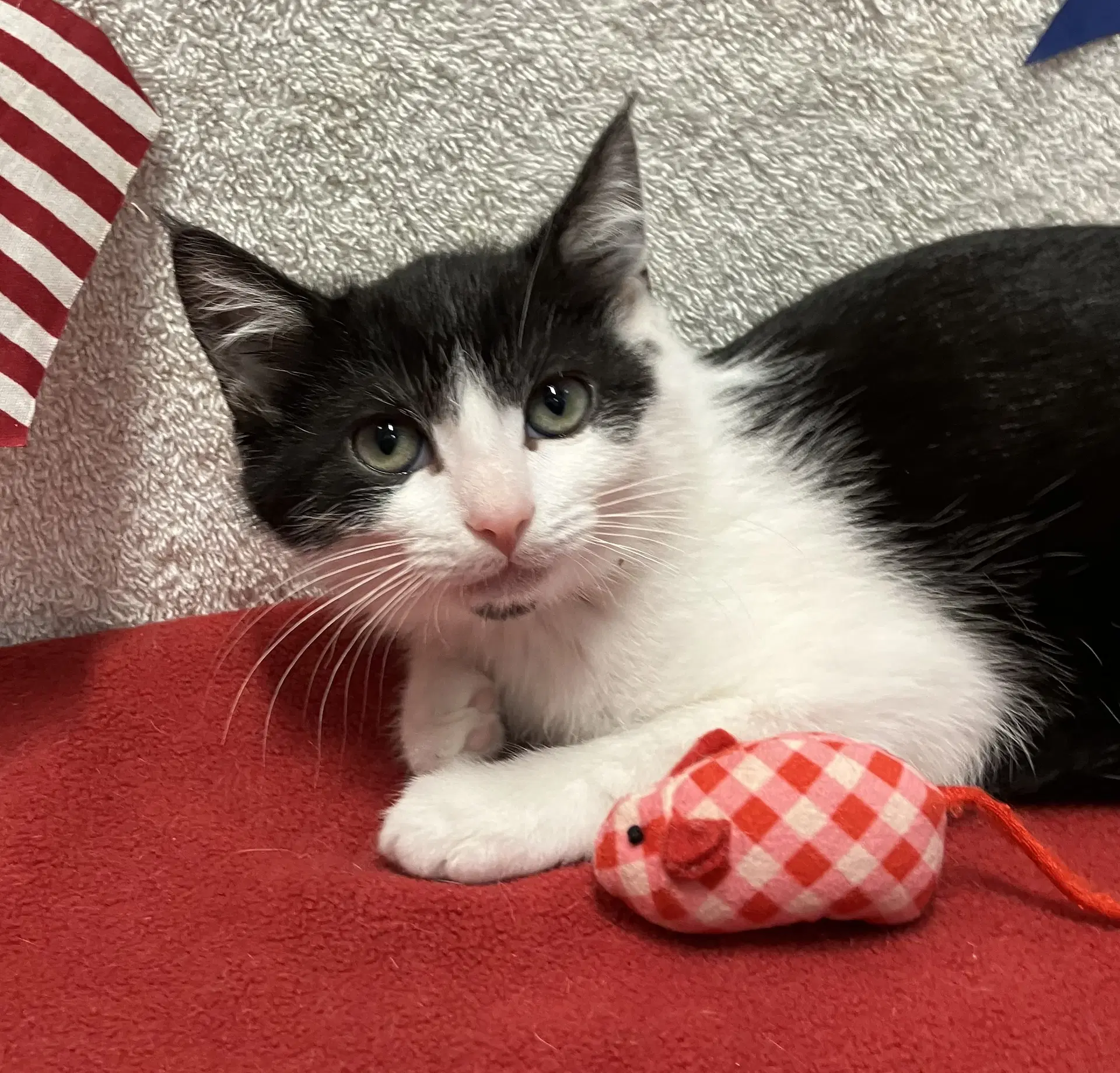 Juliet Bonded To Houdini - Domestic Short Hair