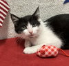 Juliet (bonded to Houdini) - Photo 1