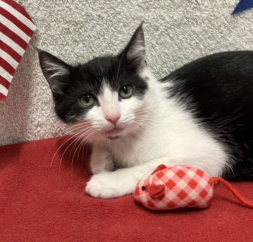 JULIET (BONDED TO HOUDINI) - Domestic Short Hair available for adoption