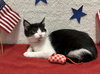 Juliet (bonded to Houdini) - Photo 3