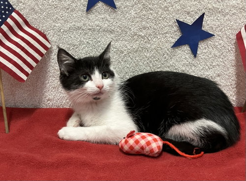 Photo 3 of Juliet (bonded to Houdini)