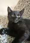 Houdini (bonded to Juliet) - Photo 5