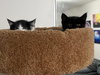 Houdini (bonded to Juliet) - Photo 8