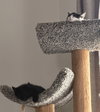 Houdini (bonded to Juliet) - Photo 9