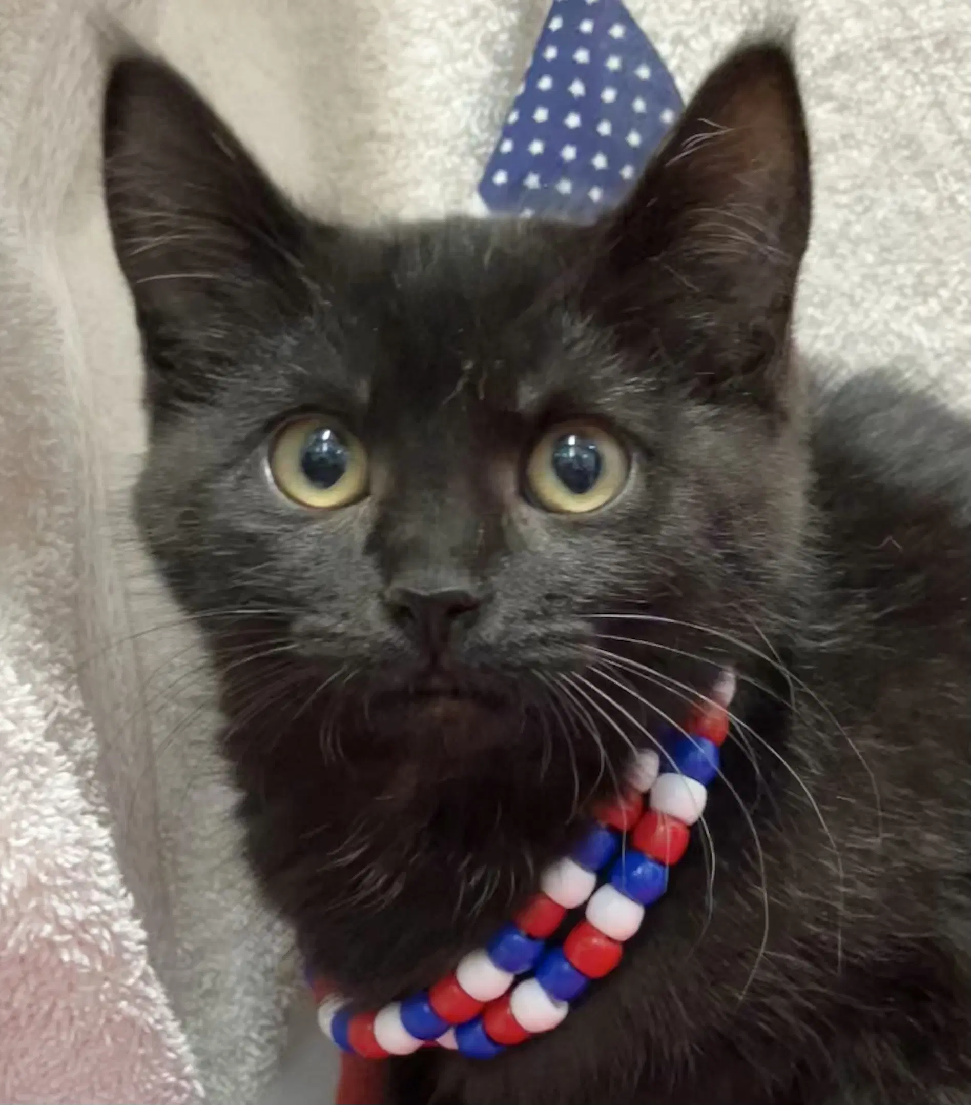 Houdini Bonded To Juliet - Domestic Short Hair