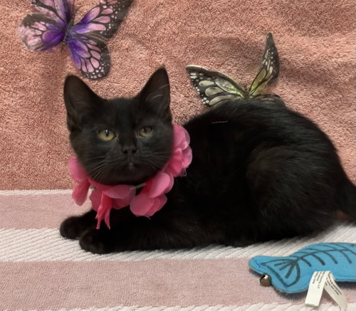 STARRY - Domestic Short Hair available for adoption