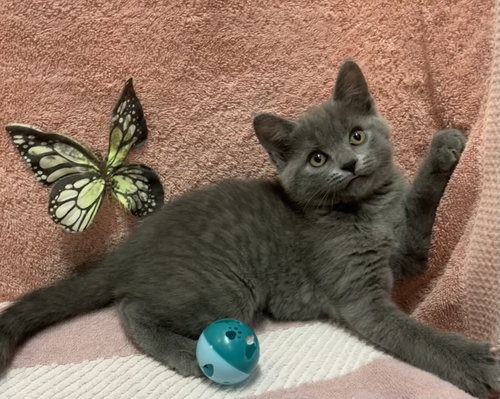 STAR - Domestic Short Hair available for adoption
