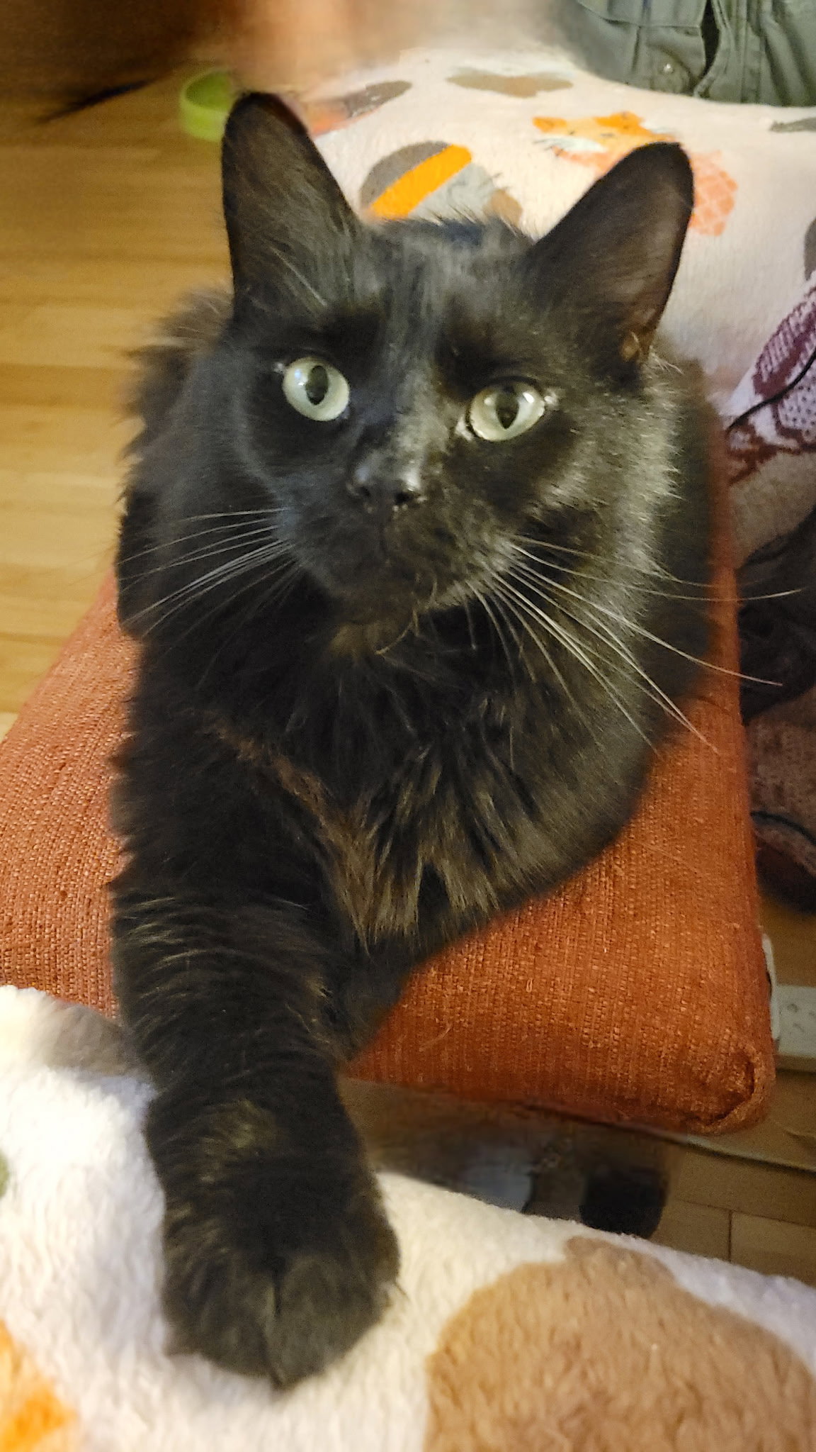 Scottie Image