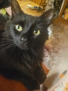 Scottie - Photo 2