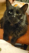Scottie - Photo 3