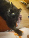 Scottie - Photo 4
