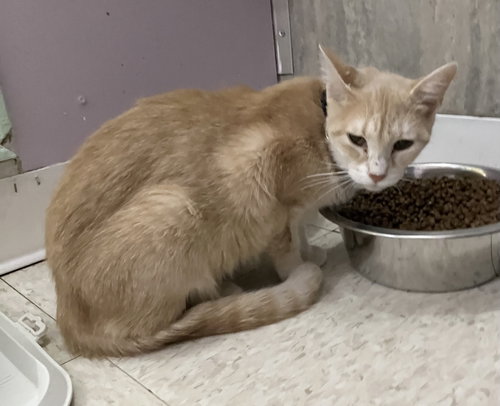 DONNA - Domestic Short Hair / Tabby available for adoption