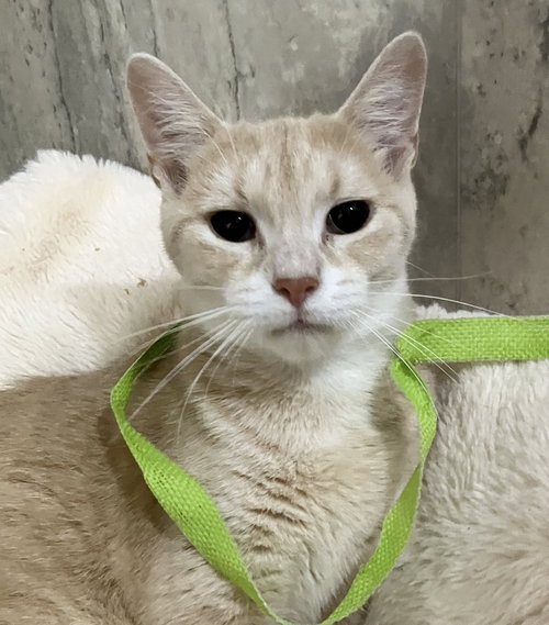 DONNA - Domestic Short Hair / Tabby available for adoption