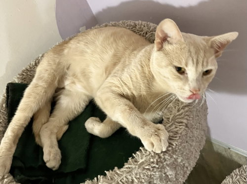 DARWIN - Domestic Short Hair available for adoption