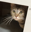 Greta - Photo 4