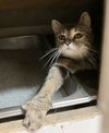 Greta - Photo 5