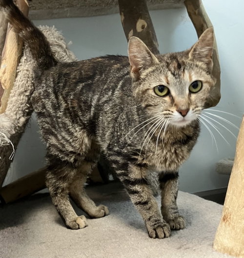 GRETA - Domestic Short Hair / Tabby available for adoption