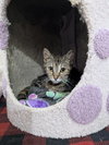 Greta - Photo 6
