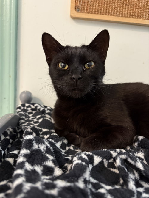 SABLE - Domestic Short Hair available for adoption