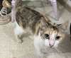 Georgia Peach - Photo 2