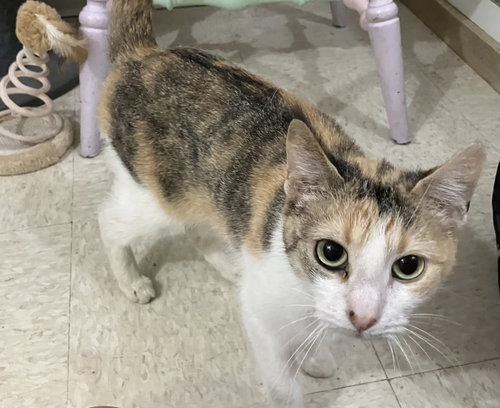 GEORGIA PEACH - Domestic Short Hair available for adoption