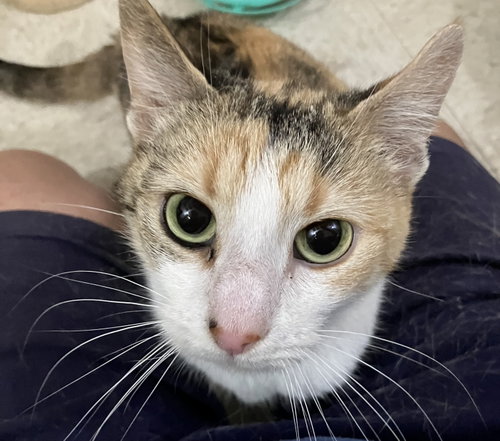 Georgia Peach