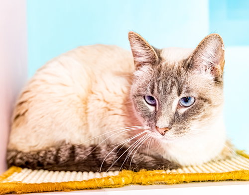 HARLEY QUINN - KBC - Siamese / Domestic Short Hair available for adoption