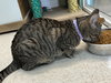 Chunk - Photo 3