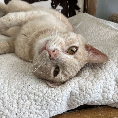 DAWSON - Domestic Short Hair / Tabby available for adoption