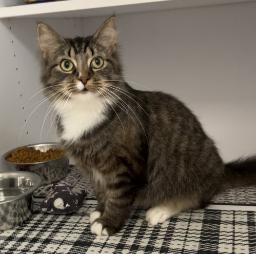 MATILDA - Domestic Medium Hair / Tabby available for adoption